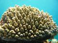   barna Akvárium Acropora fénykép