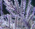Fil Lila Piska Gorgonian havet fläktar beskrivning