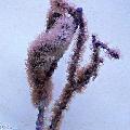   violetti Akvaario Kyhmyinen Sea Rod meriviuhkoja / Eunicea kuva