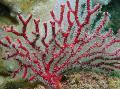 снимка Gorgonia морски фенове характеристики