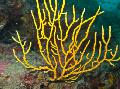   žltý Akvárium Gorgonia morské fanúšikovia fotografie