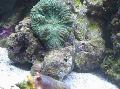   vert Aquarium Actinodiscus champignon Photo