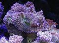   лилаво Аквариум Rhodactis гъба снимка