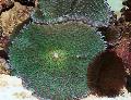   yeşil Akvaryum Rhodactis mantar fotoğraf
