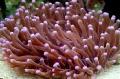 Velika Tentacled Ploščo Koral (Anemone Gob Koral)