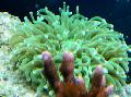  緑色 水族館 大触角のプレートサンゴ（アネモネキノコサンゴ） / Heliofungia actiniformes フォト