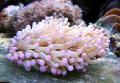   roz Acvariu Mare-Tentacled Plate Coral (Anemone Ciuperci Coral) / Heliofungia actiniformes fotografie