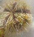   žlutý Akvárium Mořských Bezobratlých Jehelníček Uličník ježovky / Lytechinus variegatus fotografie