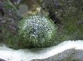   siva Akvarij Morski Nevretenčarji V Obliki Blazine Ježek ježki / Lytechinus variegatus fotografija