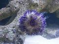   sininen Akvaario Meri Selkärangattomat Pincushion Urchin merisiilit / Lytechinus variegatus kuva