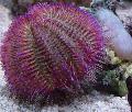 фотографија Bicoloured Sea Urchin (Red Sea Urchin) дерани опис