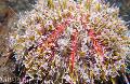 Gift Seeigel (Seeigel Blume)