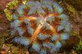   zelena Akvarij More Beskralježnjaci Vatra Jež ježevi / Asthenosoma varium Foto