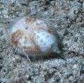 Heart Sea Urchin
