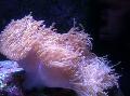 Wspaniały Morski Anemon