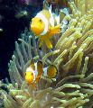   žlutý Akvárium Mořských Bezobratlých Velkolepý Sasanka / Heteractis magnifica fotografie
