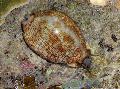   light blue Aquarium Sea Invertebrates Cowrie clams / Cypraea sp. Photo