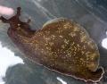   világoskék Akvárium Tengeri Gerinctelenek A Tengeri Nyúl kagyló / Aplysia californica fénykép