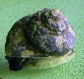 Photo Turbo Snails clams description