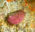   spotted Aquarium Sea Invertebrates Abalone clams / Haliotis Photo