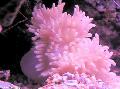   споттед Акваријум Море Бескичмењаци Flat Color Anemone анемонес / Heteractis malu фотографија