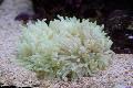   розе Акваријум Море Бескичмењаци Flat Color Anemone анемонес / Heteractis malu фотографија