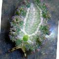   ნაცრისფერი აკვარიუმი ზღვის უხერხემლო სალათა ზღვის Slug შიშველლაყუჩა მოლუსკები / Elysia crispata სურათი