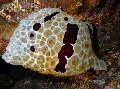   hnědý Akvárium Mořských Bezobratlých Grand Pleurobranch moře slimáci / Pleurobranchus grandis fotografie