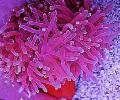   foltos Akvárium Tengeri Gerinctelenek Piros-Bázis Szellőrózsa virágállatok / Macrodactyla doreensis fénykép
