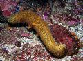   amarillo Acuario Mar Invertebrados Pepino De Mar / Holothuria Foto