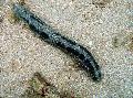   црн Акваријум Море Бескичмењаци Sea Cucumber краставци / Holothuria фотографија