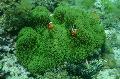   grau Aquarium Meer Wirbellosen Riesigen Teppich Anemone / Stichodactyla gigantea Foto