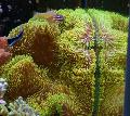   żółty Akwarium Morskie Bezkręgowce Olbrzym Dywan Zawilec zawilce / Stichodactyla gigantea zdjęcie