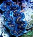  蓝色 水族馆 海无脊椎动物 砗磲 蛤蜊 / Tridacna 照