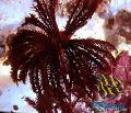   zwart Aquarium Zee Ongewervelde Comanthus comanthina foto
