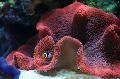   rood Aquarium Zee Ongewervelde Tapijt Anemoon anemonen / Stichodactyla haddoni foto