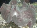   gestreept Aquarium Zee Ongewervelde Tapijt Anemoon anemonen / Stichodactyla haddoni foto