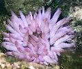   purple Aquarium Sea Invertebrates Pink-Tipped Anemone / Condylactis passiflora Photo
