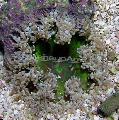   зеленуватий Акваріум Морські Безхребетні Анемона Кам'яна Квітка актинії / Epicystis crucifer Фото