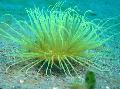   pelēks Akvārijs Jūras Bezmugurkaulnieki Caurule Anemone / Cerianthus Foto