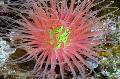   sarkans Akvārijs Jūras Bezmugurkaulnieki Caurule Anemone / Cerianthus Foto