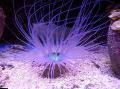   紫 水族馆 海无脊椎动物 管海葵 / Cerianthus 照