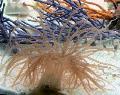   светло синьо Аквариум Морски Безгръбначни Къдрава-Бияч Анемония анемони / Bartholomea annulata снимка