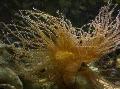   κίτρινος ενυδρείο θαλάσσια ασπόνδυλα Σγουρά-Cue Ανεμώνη ανεμώνες / Bartholomea annulata φωτογραφία
