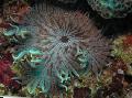   randig Akvarium Havsdjur Pärlstav Havet (Aurora) Anemon anemoner / Heteractis aurora Fil