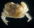   sarı Akvaryum Deniz Omurgasızları Kıllı Yengeç yengeçler / Pilumnus fotoğraf