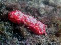   červená Akvárium Mořských Bezobratlých Korál Krab / Trapezia sp. fotografie