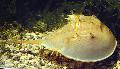   gul Akvarium Havet Hvirvelløse Dyr Dolkhaler krabber / Carcinoscorpio spp., Limulus polyphenols, Tachypleus spp. Foto