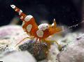   пятнистый Аквариум Морские Беспозвоночные Креветка анемоновая тор креветки / Sexy Anemone Shrimp Фото