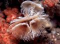   белый Аквариум Морские Беспозвоночные Червь биспира морские черви / Bispira sp. Фото